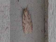 Semioscopis