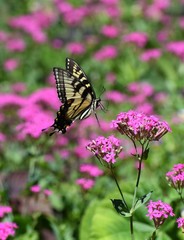 Papilio glaucus