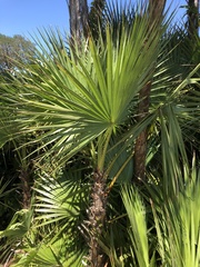 Acoelorraphe wrightii