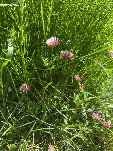 iNaturalist observation photo of Involucrarium