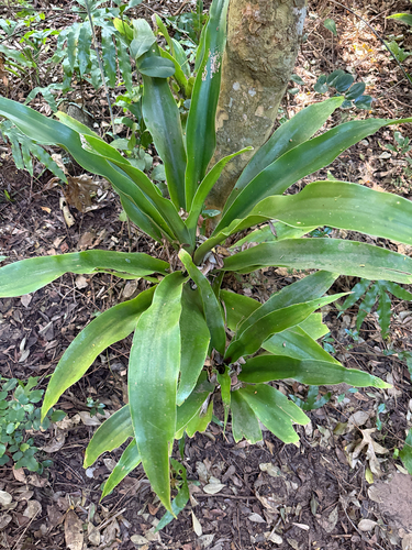 Dracaena aletriformis