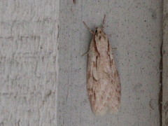 Semioscopis