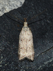 Dichomeris inversella