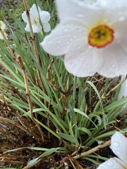 Narcissus poeticus