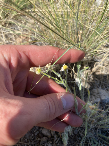 Erigeron pumilus, 2026-07-06