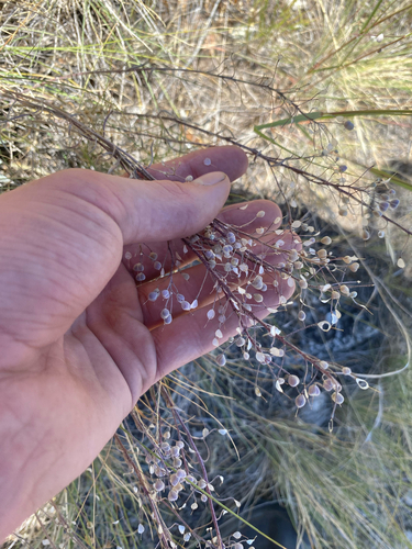 Physaria douglasii, 2026-07-06