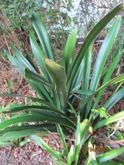 Clivia miniata miniata
