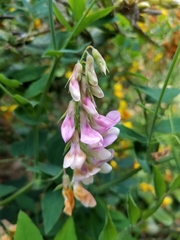 Vicia gigantea