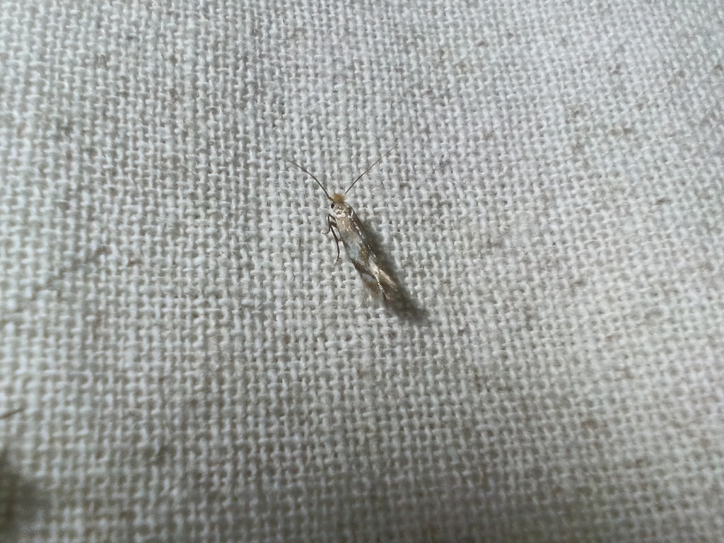 Bucculatrix noltei