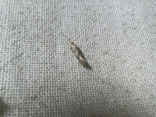 Bucculatrix noltei