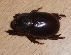 Temnorhynchus