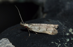 Dichomeris inversella
