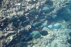 Acanthurus dussumieri