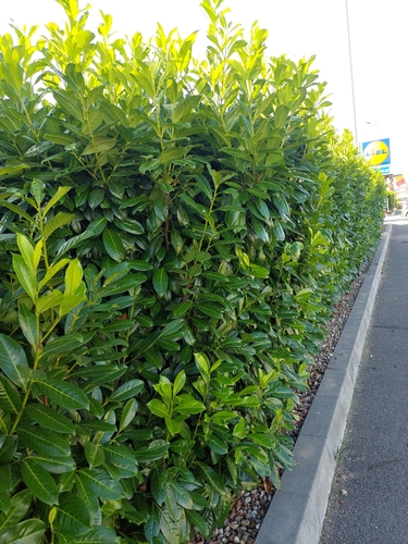 Cherry laurel