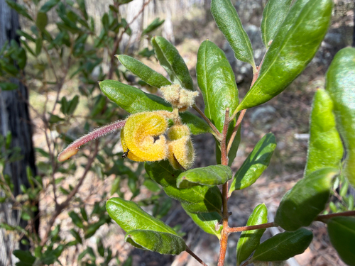 Golden Grevillea