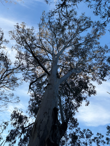 Forest red gum
