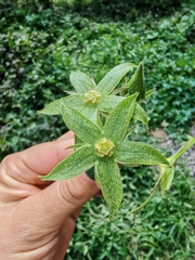 Gonolobus grandiflorus, photograph author not stated, no rights reserved