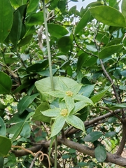 Gonolobus grandiflorus, photograph author not stated, no rights reserved