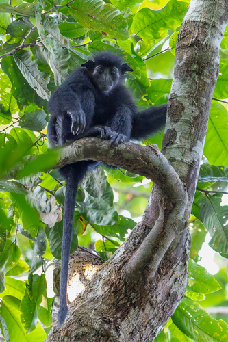 Gabon Black Colobus