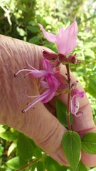 Syncolostemon obermeyerae