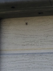 Araneae