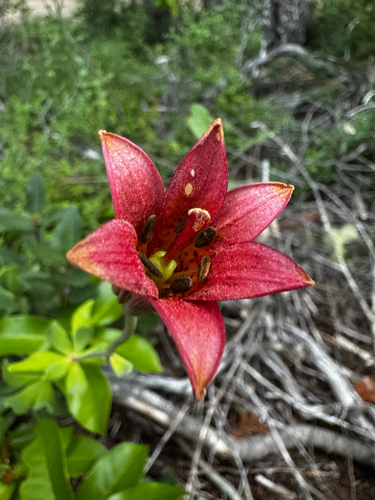 Lilium bolanderi, photograph 5