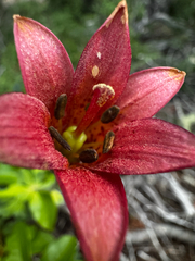 Lilium bolanderi, photograph (c) Parker James Lloyd, some rights reserved (CC BY)