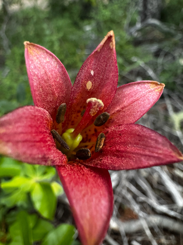 Lilium bolanderi, photograph 2