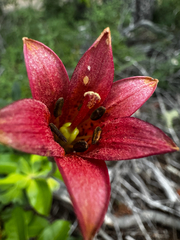 Lilium bolanderi, photograph (c) Parker James Lloyd, some rights reserved (CC BY)