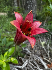 Lilium bolanderi