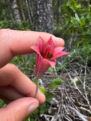 Lilium bolanderi, photograph (c) Parker James Lloyd, some rights reserved (CC BY)