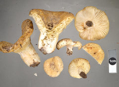 Russula allochroa