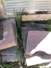Poaceae