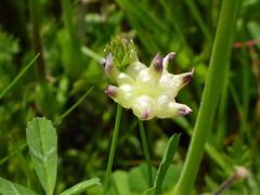 Trifolium depauperatum