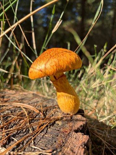 Spectacular Rustgill