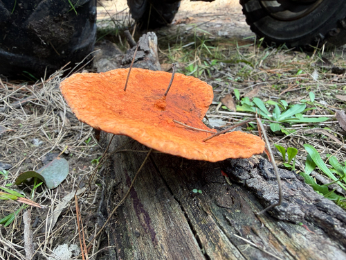 Southern Cinnabar Polypore