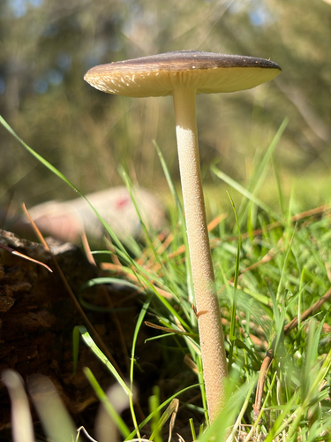 Oudemansiella gigaspora