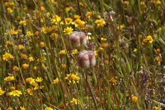 Fritillaria liliacea