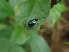 Arthrotus abdominalis