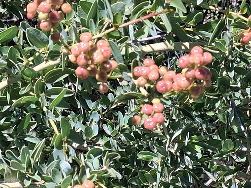 Ceanothus leucodermis, photograph 3