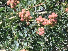 Ceanothus leucodermis, photograph author not stated, no rights reserved