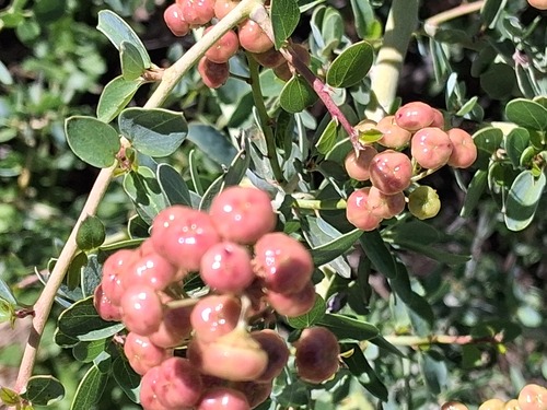 Ceanothus leucodermis, photograph 4