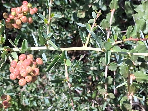 Ceanothus leucodermis, photograph 2