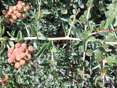 Ceanothus leucodermis, photograph author not stated, no rights reserved