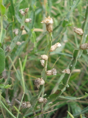 Baccharis crispa