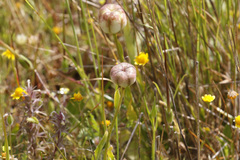 Fritillaria liliacea