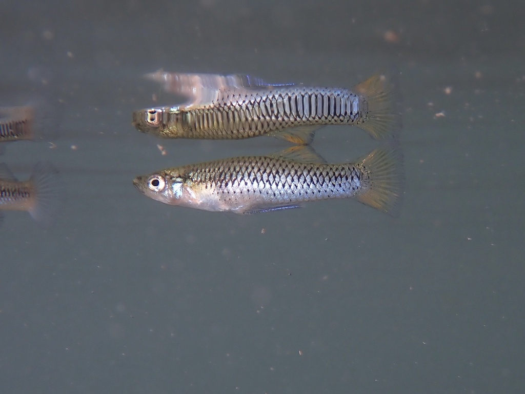 Spotfin Gambusia