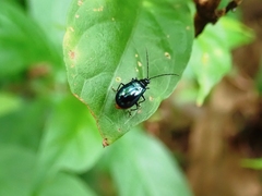 Arthrotus abdominalis