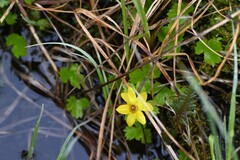 Anemonastrum richardsonii, photograph Syd Cannings, CC BY, iNaturalist via GBIF