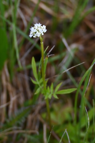 Valeriana dioica, photograph 2
